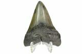 Fossil Megalodon Tooth - South Carolina #125333-2